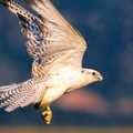 Up and Away, Gyrfalcon